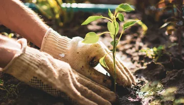 Planting a seedling