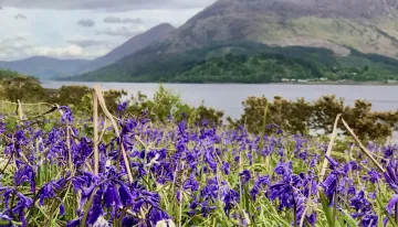 Bluebells on the shores of Loch leven