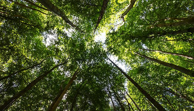 Looking up to the forest canopy