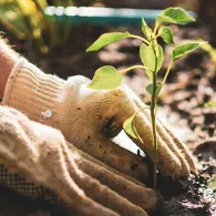 Planting a seedling
