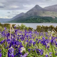 Bluebells on the shores of Loch leven