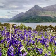 Bluebells on the shores of Loch leven